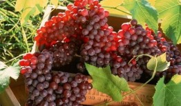 网红吃葡萄瓜视频大全