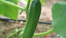 瓜吃瓜娱乐,揭秘娱乐圈幕后故事，带你领略明星们的真实生活