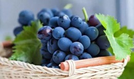 网红吃葡萄瓜视频大全