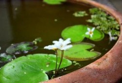 娱乐吃瓜君白莲花,娱乐吃瓜君的甜蜜诱惑