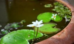 娱乐吃瓜君白莲花,娱乐吃瓜君的甜蜜诱惑