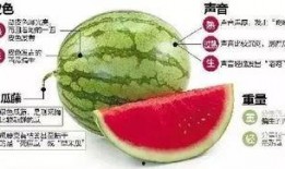 网课吃瓜微信,揭秘微信中的那些“瓜”