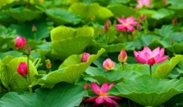 娱乐吃瓜君白莲花,娱乐吃瓜君的甜蜜诱惑