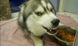 娱乐吃瓜酱哈士奇