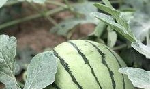 网红吃瓜网站颜色,色彩斑斓的娱乐圈揭秘