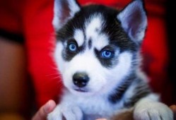 娱乐吃瓜酱哈士奇