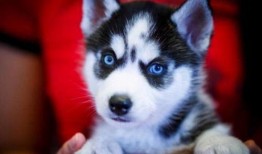 娱乐吃瓜酱哈士奇