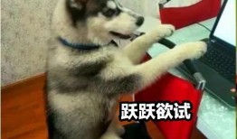 娱乐吃瓜酱哈士奇