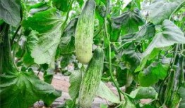 还有哪些吃瓜的网红,盘点当下热门的吃瓜网红