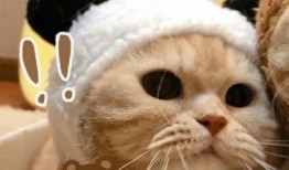 吃瓜猫情头网头,趣味横生的情侣头像盛宴