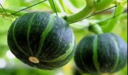 网红的瓜怎么吃