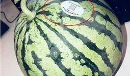 网红打架吃瓜,一场打架风波背后的吃瓜盛宴